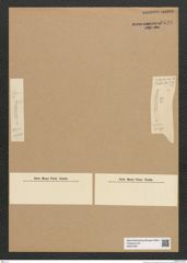 Diatomeae indet. Zeichnungen Sammlung Grunow Nr. 6628 (NHMW-BOT-W0375397)
